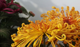 菊花醉视频1一30集,穿越时空的奇幻之旅